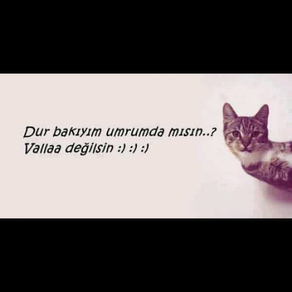 Ayca